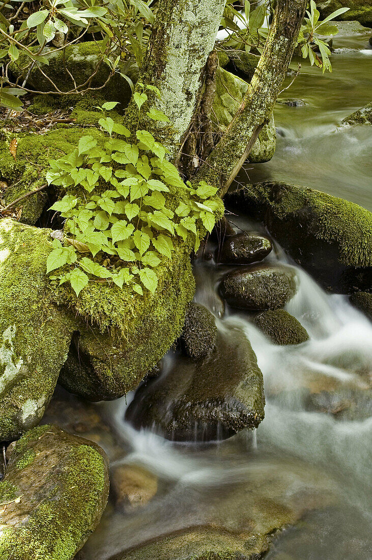 Roaring Fork, Great Smoky Mtns NP, Tennessee , USA