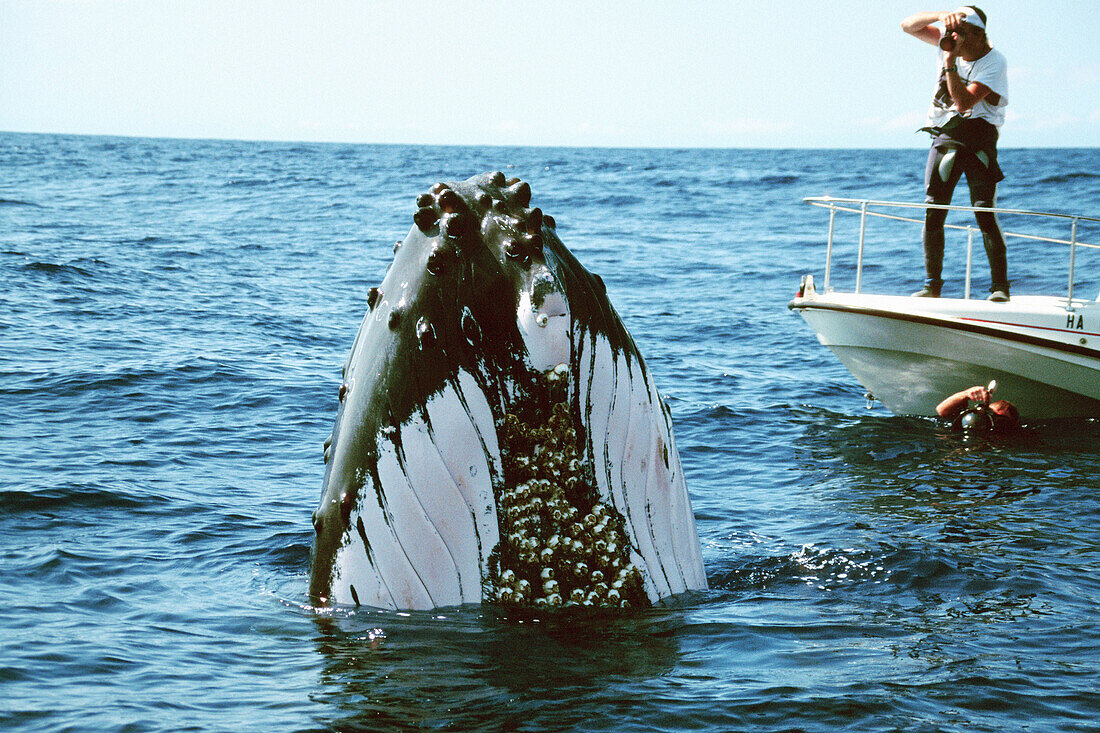 Humpback whale (Megaptera novaeangliae) and photographers. North Pacific Ocean