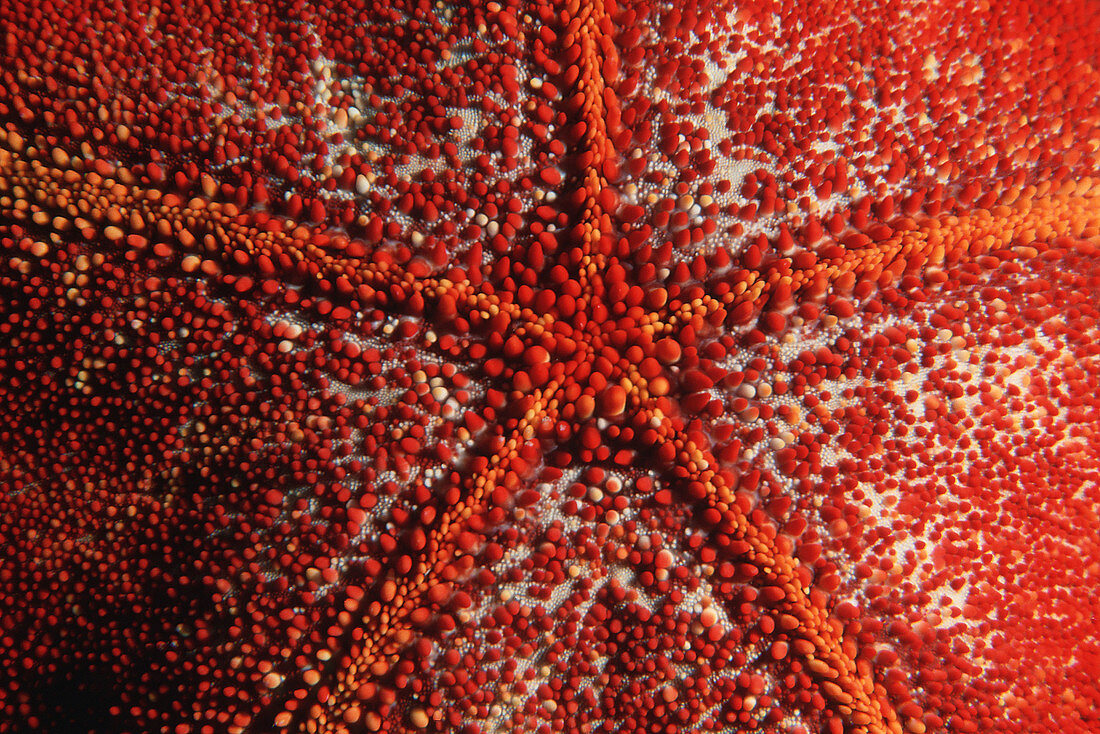 Cushion star (Culcita novaeguineae). Kahe point. Oahu, Hawaii (N. Pacific)