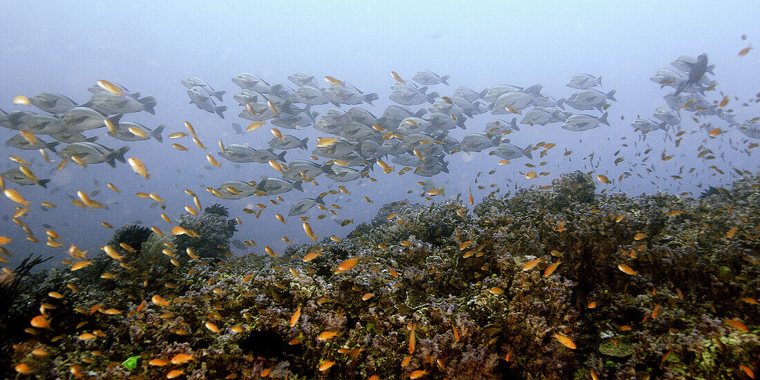 Large school of humpback snappers, Lutjanus gibbus, Canyons, Puerto Galera, Philippines