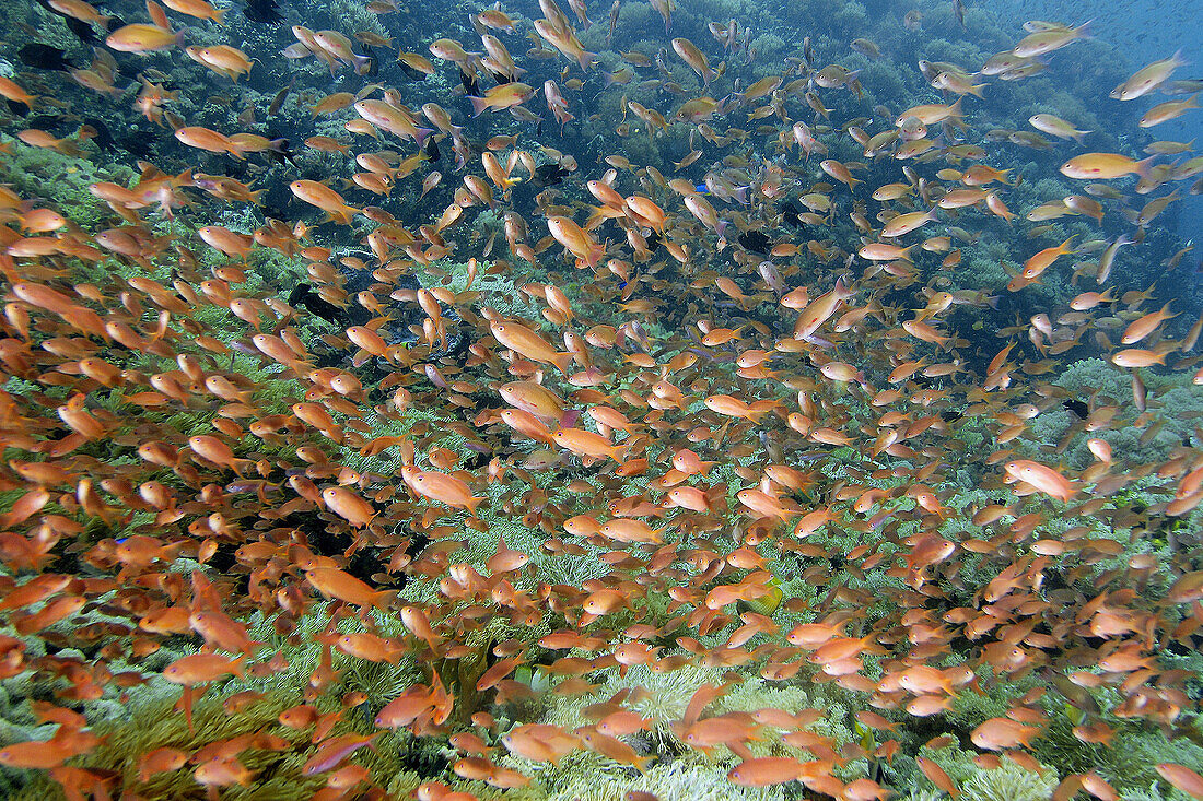 Thousands of scalefin anthias, Pseudanthias squamipinnis, congregate over field of flower soft corals, Xenia sp., Verde Island, Philippines