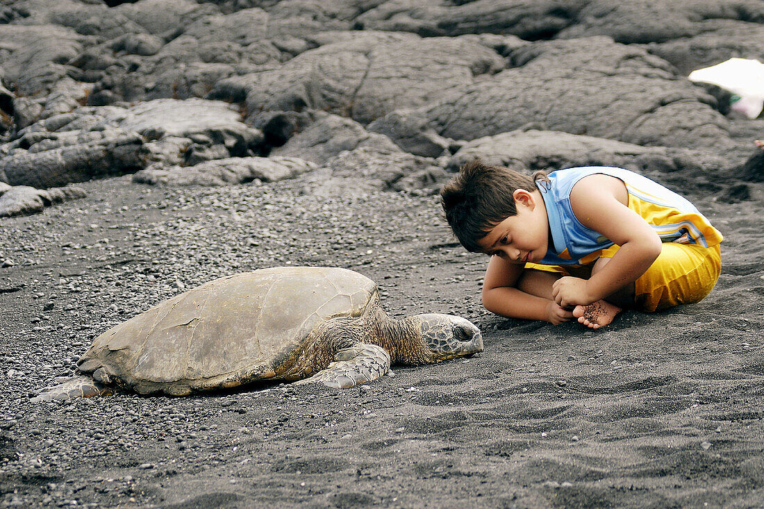 Curious Hawaiian boy observes green sea turtle, Chelonia mydas, Black Sand Beach, Big Island, Hawaii, USA