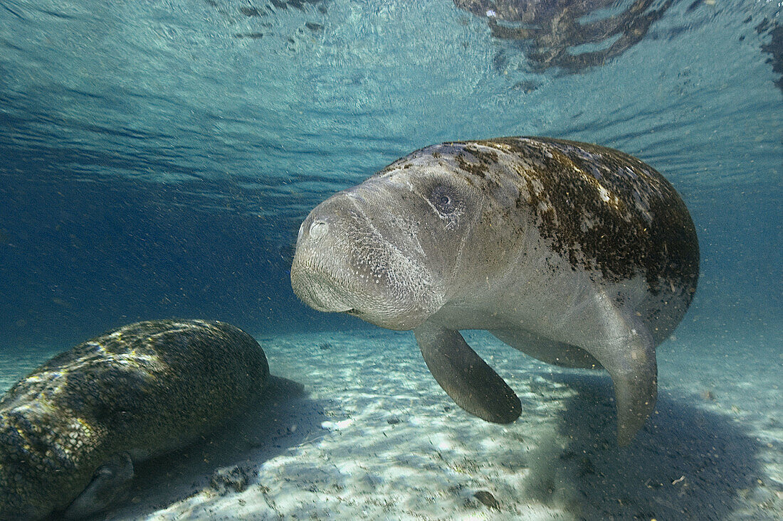 Florida manatee (Trichechus manatus latirostris), Crystal River, Florida, USA