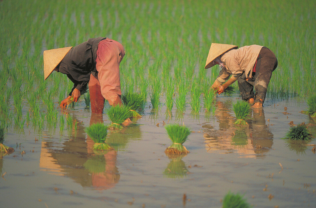 Women picking rice. Vietnam