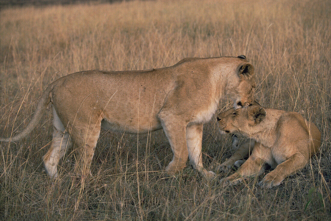 Lioness (Panthera leo). Serengeti National Park. Tanzania