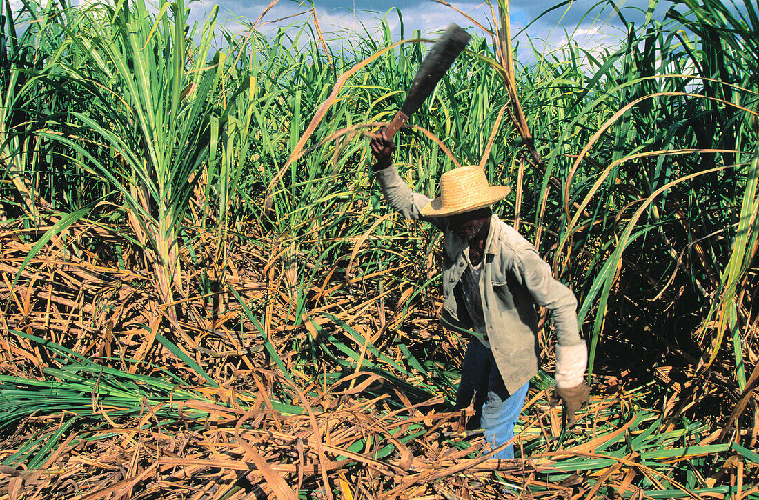 Sugar Cane cutter. Cuba