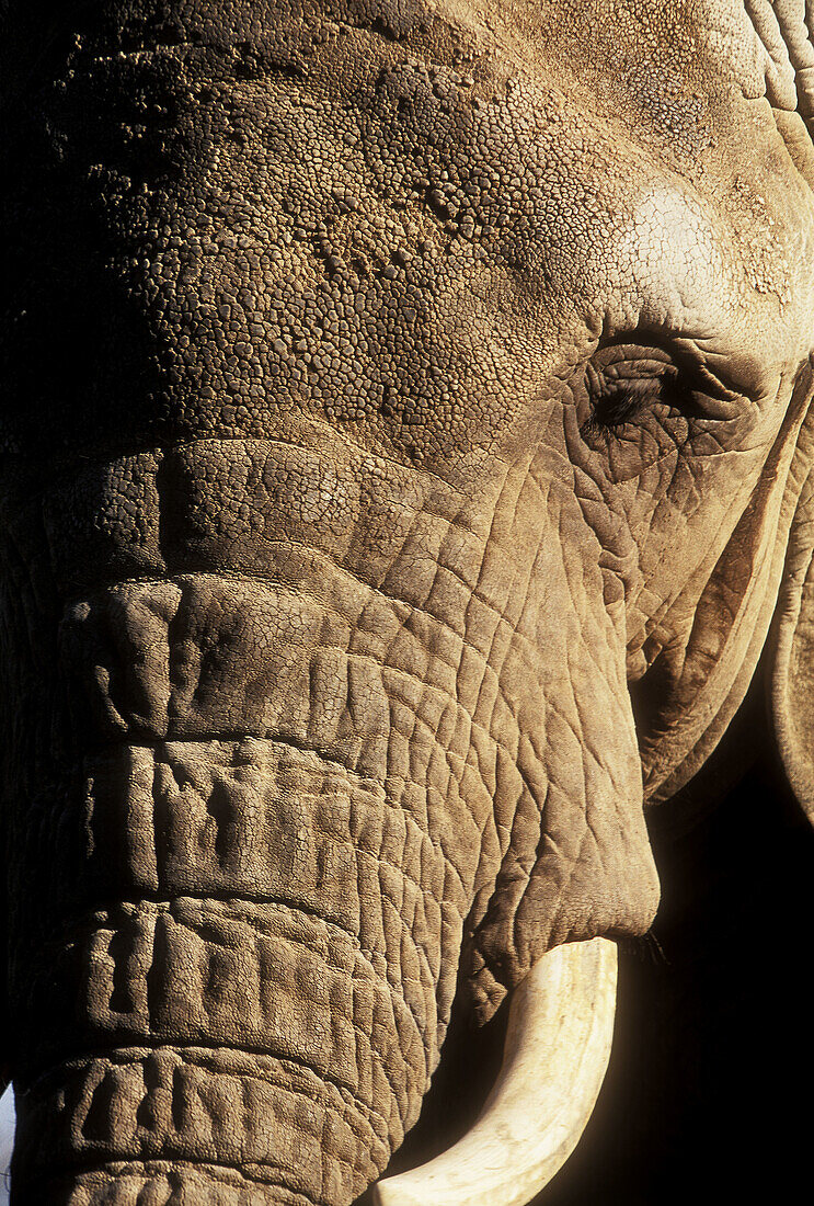 African elefant (Loxodonta africana) close-up