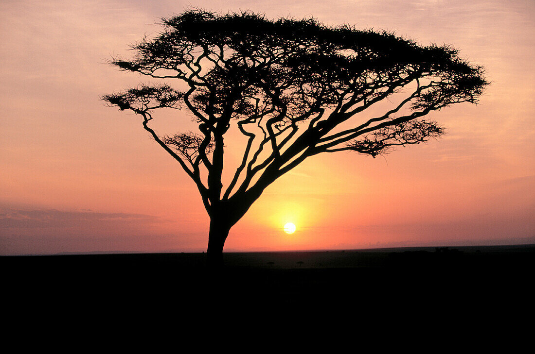 Sunrise. Serengeti National Park. Tanzania