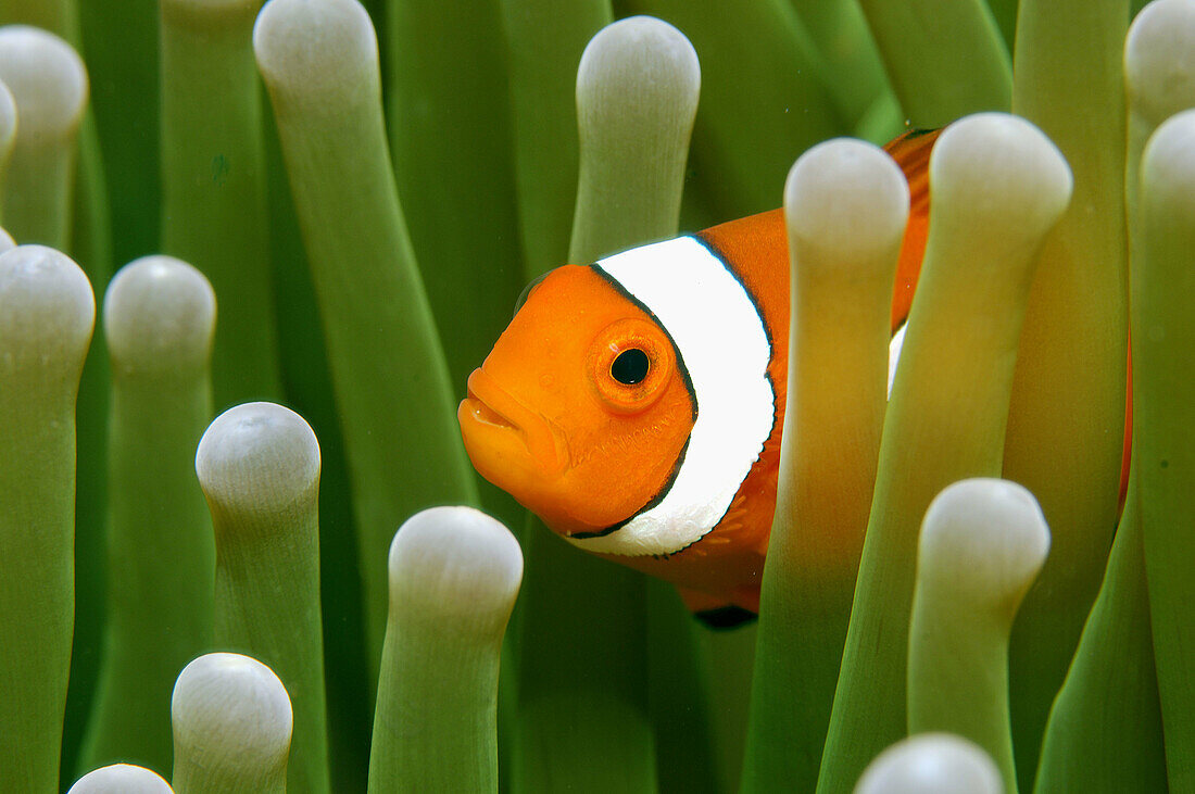 False Clown fish hiding in anenome