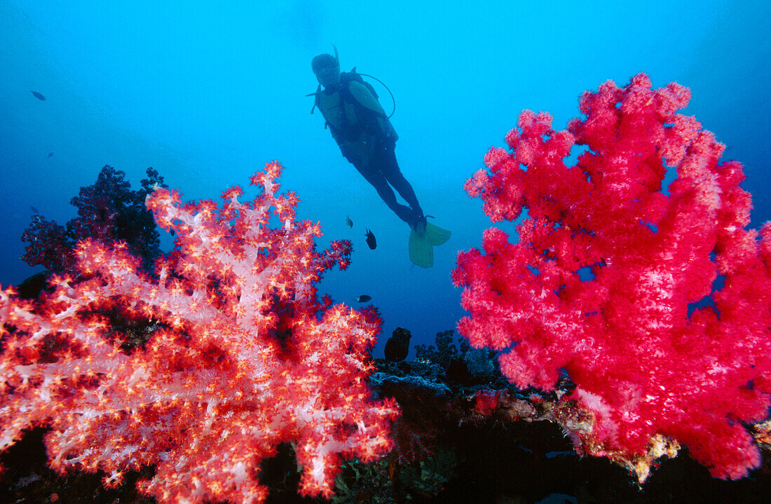 Diver and soft corals (Dendronephthya sp.). Russell Island. Solmon Islands.