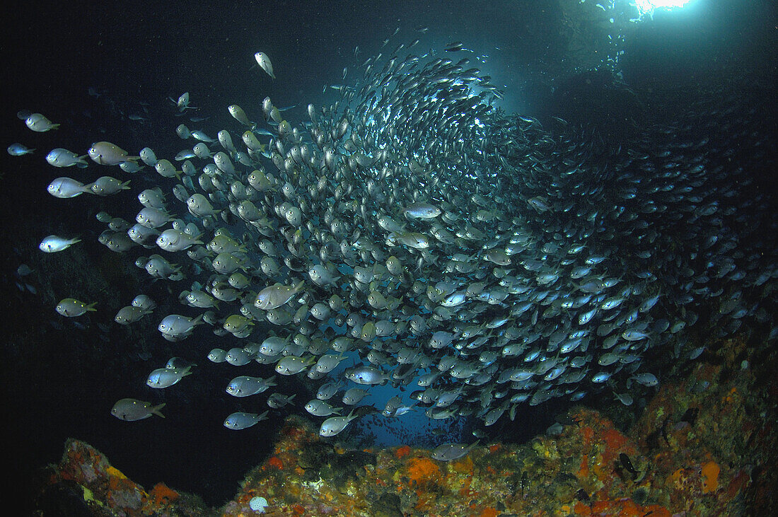 School of demoiselles (Chromis dispilus) in archway. Blue Maomao Arch. Poor Knights Islands, New Zealand. South Pacific Ocean.