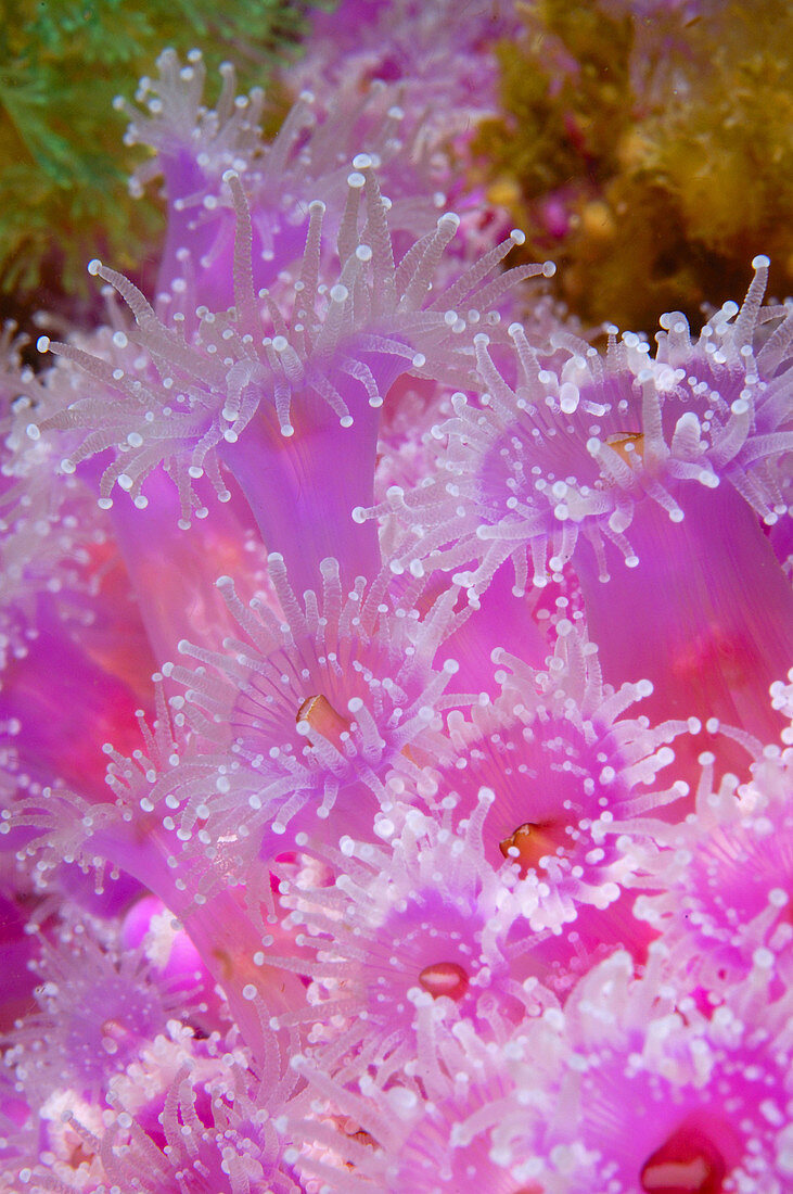 Pink jewel anemones (Corynactis haddoni) in orange encrusting sponge. Poor Knights Islands, New Zealand. South Pacific Ocean.