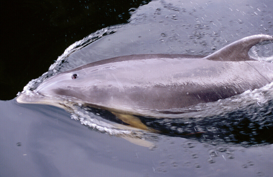 Bottlenose Dolphin (Tursiops truncatus). Fiorland National Park. New Zealand