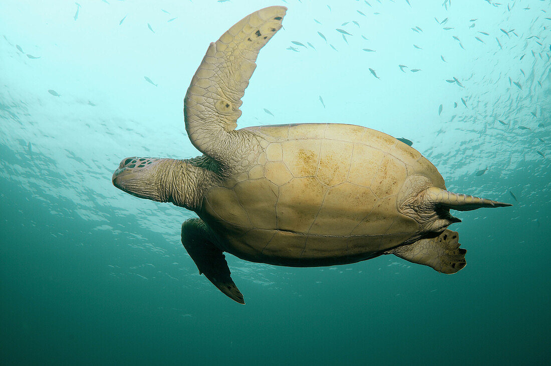 Green Sea Turtle (Chelonia mydas). Sipadan Island, Malaysia. Celebes Sea.