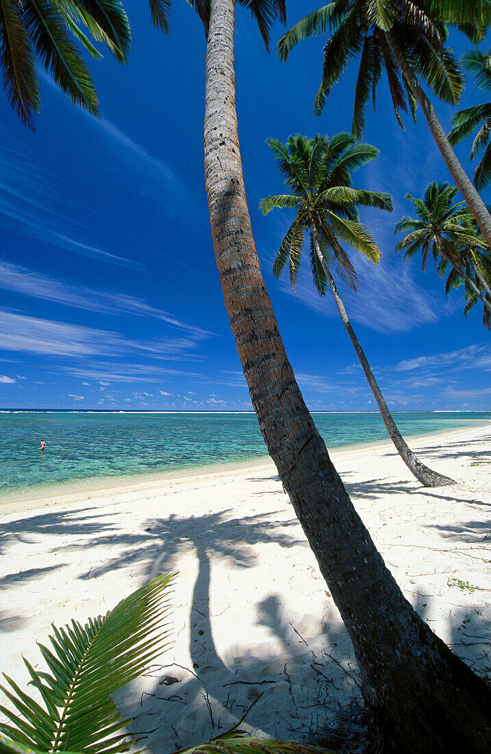 Coconut palms. Viti Levu. Fiji Islands