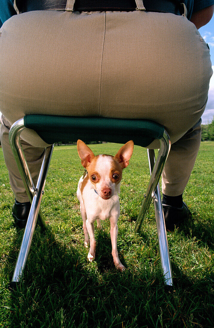 Ausruhen, Aussen, Chihuahua, ein, Ein Tier, eine Person, Erwachsene, Farbe, Feld, Freizeit, Gefahr, Gesäß, Größe, Haustier, Humor, Hund, Hunderasse, Kontrast, Land, lustig, Mann, männlich, Mensch, menschlich, Plus size, Schemel, Sitzen, Tag, Tier, Übergew