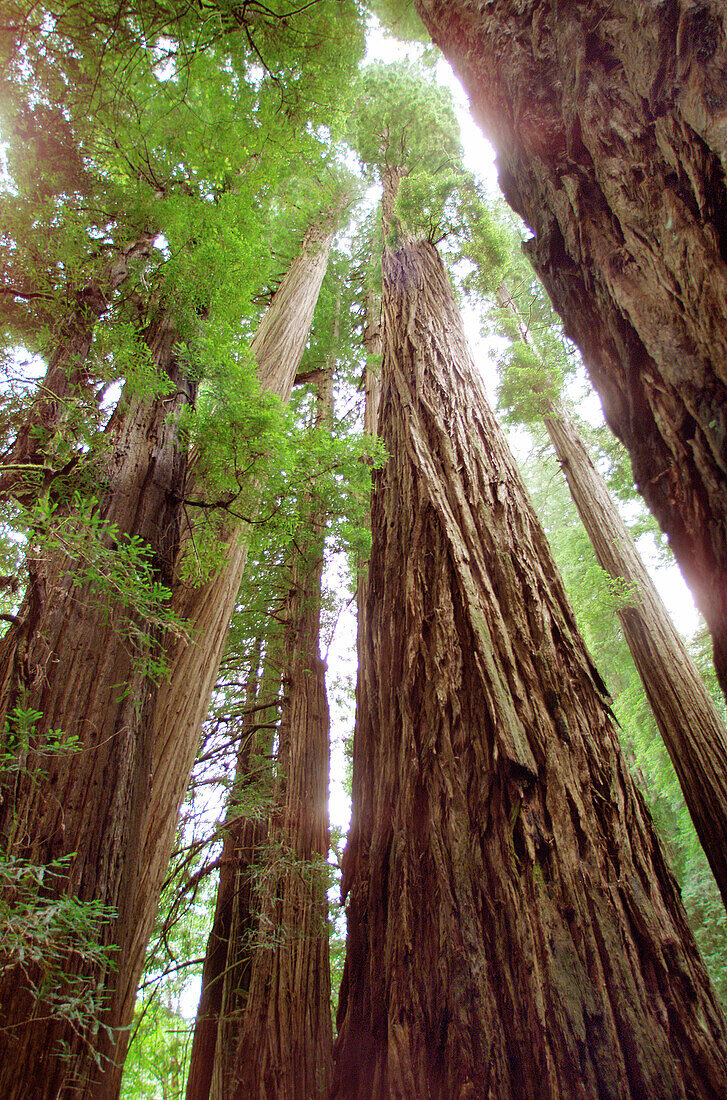 Giant Redwoods. Stout Grove. Jedediah Smith Redwoods State Park. California. USA