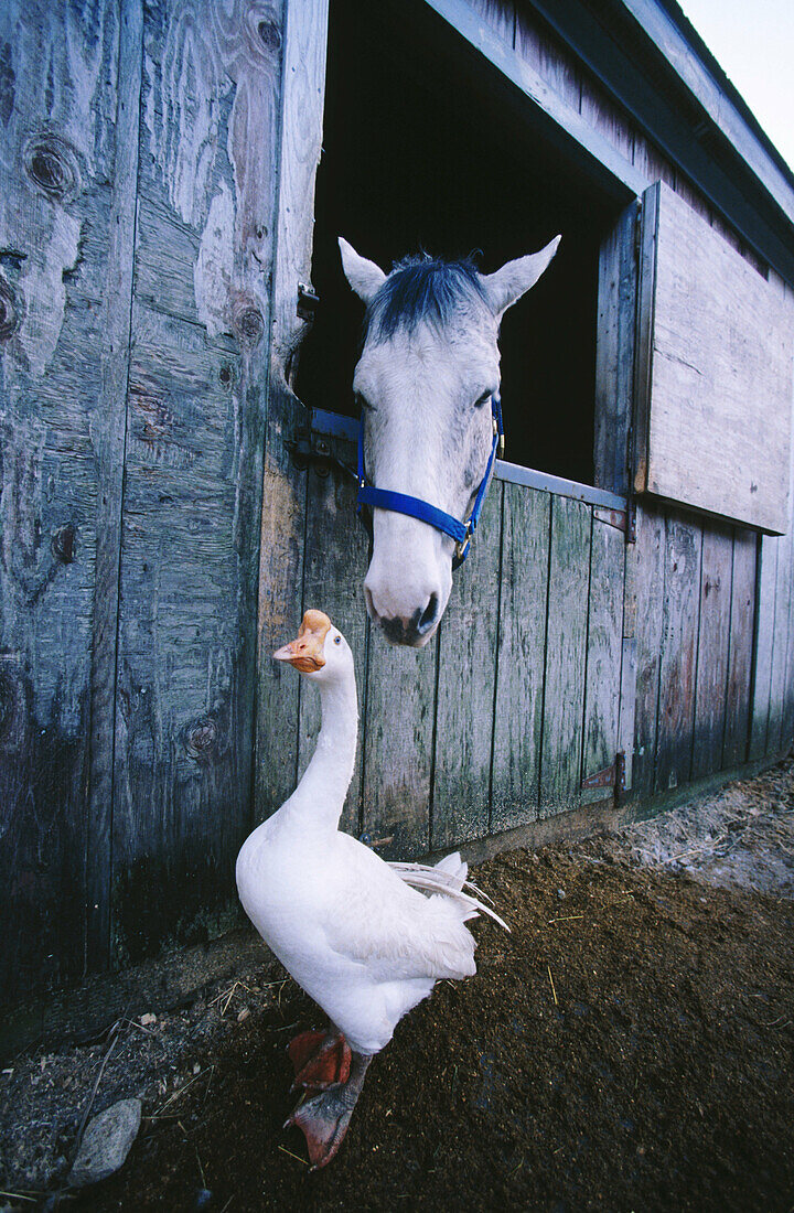 Horse and goose