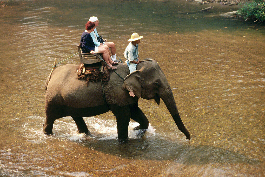 Chiang Dao Elephant Camp. Chiang Mai. Thailand
