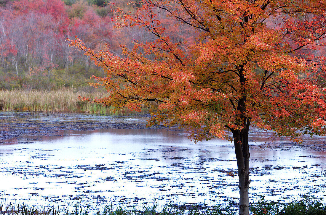  Aussen, Außen, Baum, Bäume, Farbe, Fluss, Flüsse, Herbst, Horizontal, Jahreszeit, Jahreszeiten, Landschaft, Landschaften, Natur, Niemand, Ökosystem, Ökosysteme, Pflanze, Pflanzen, Tageszeit, Vegetation, Wald, Wälder, Wasser, F76-232086, agefotostock 