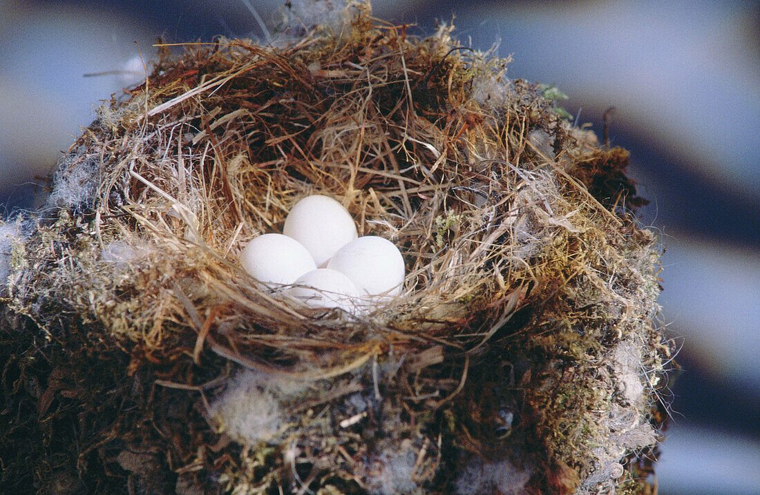 Bird s nest woth eggs