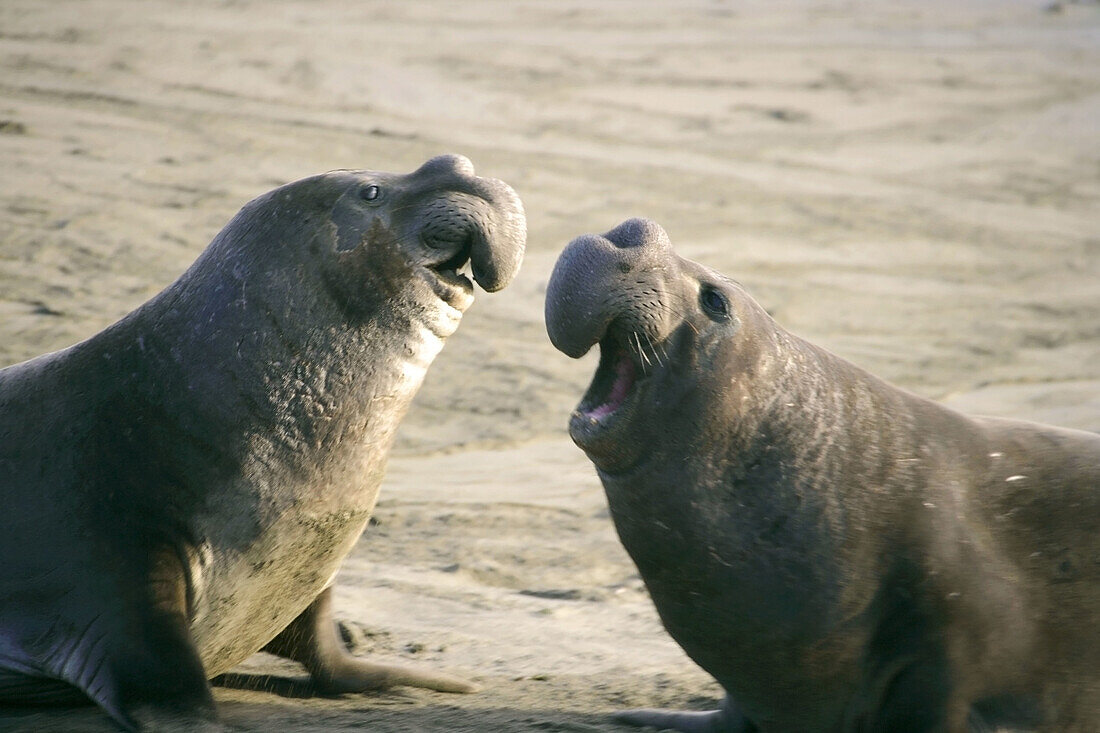 Northern Elephant seals (Mirounga angustirostris) rookery at the Piedras Blancas beach coves near San Simeon, CA