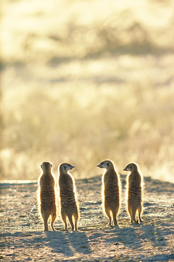 Suricates (Suricatta suricatta). Kalahari-Gemsbok National Park. South Africa