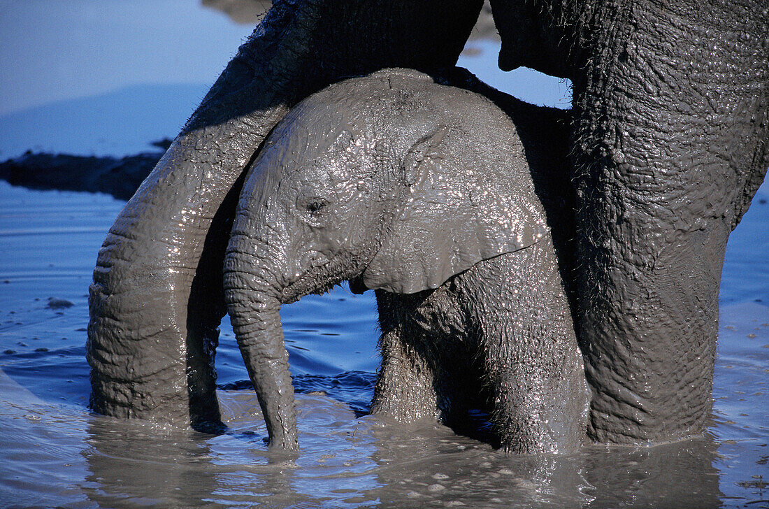 African Elephants (Loxodonta africana). Hwange National Park. Zimbabwe