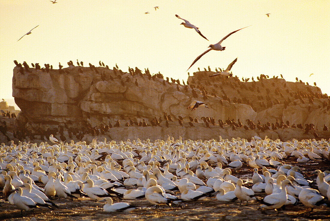 Cape Gannets (Morus capensis). Lambert s Bay. South Africa