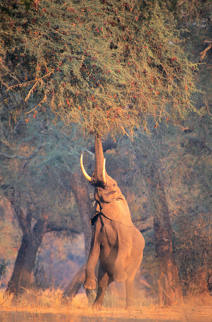 African Elephant (Loxodonta africana). Mana Pools NP. Zimbabwe