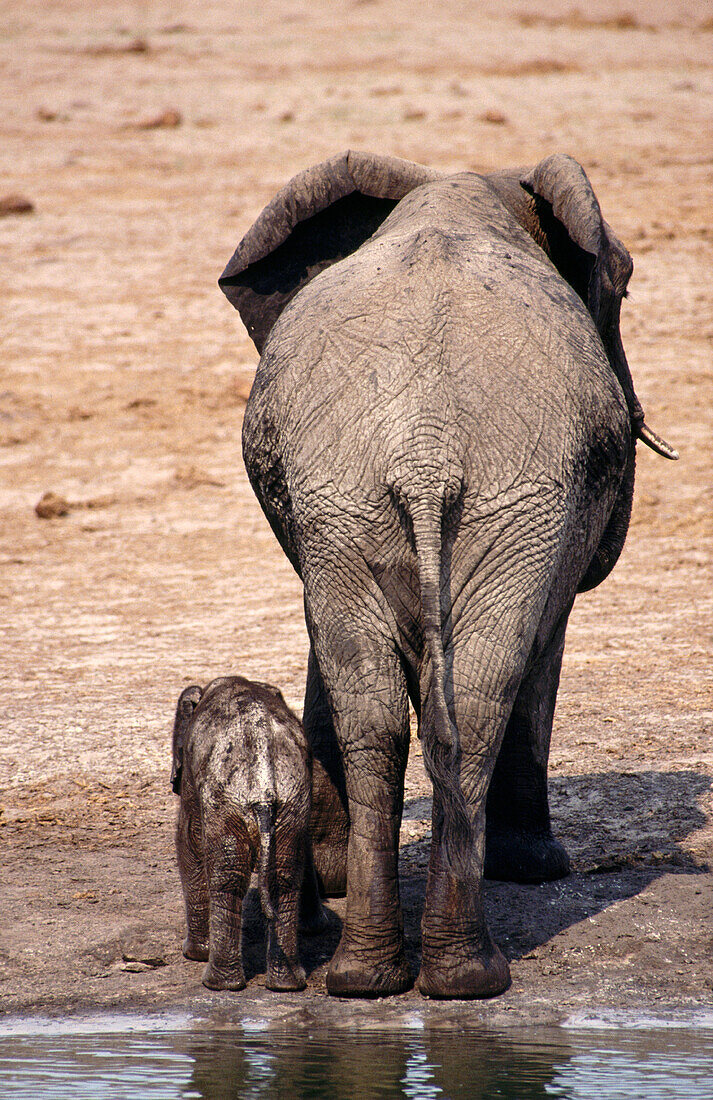 African Elephants (Loxodonta africana). Hwange NP. Zimbabwe