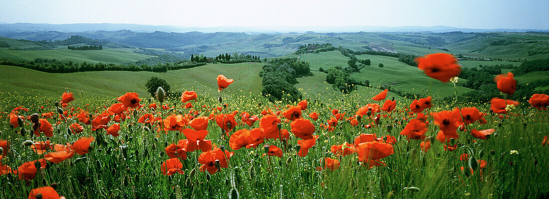  Color, Colour, Country, Countryside, Daytime, Ecosystem, Ecosystems, Europe, Exterior, Flower, Flowers, Grass, Grasses, Grassland, Grasslands, Horizon, Horizons, Horizontal, Horticulture, Immense, Immensity, Italy, Landscape, Landscapes, Many, Meadow, Me