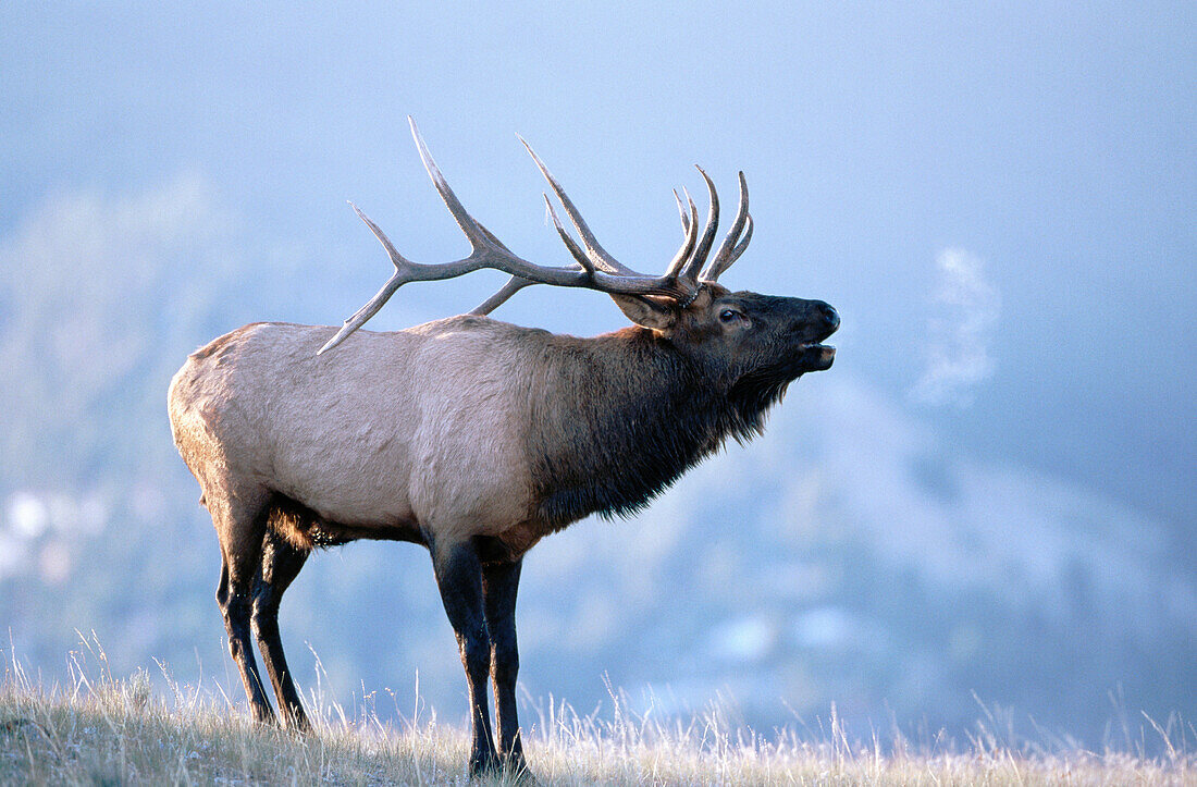 Wapiti (Cervus canadensis). Yellowstone NP. Wyoming. USA