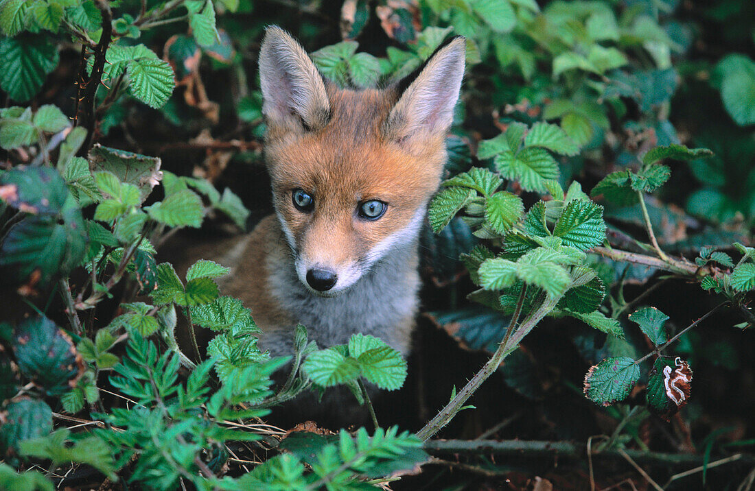 Red Fox (Vulpes vulpes), young cub