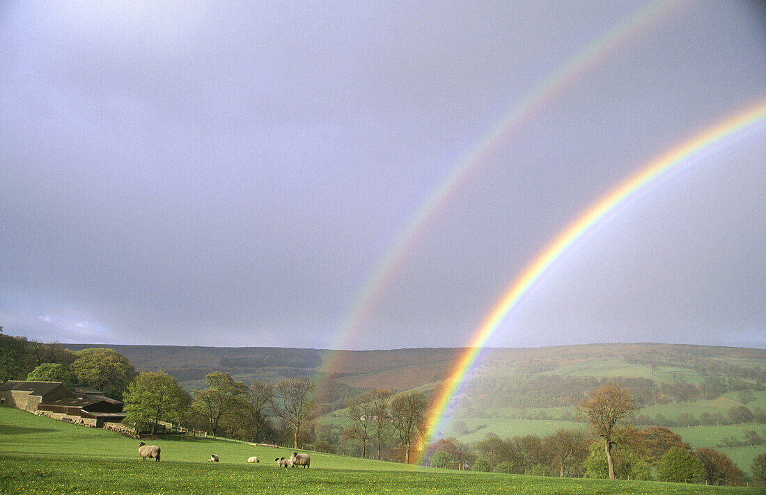 Rainbow over Stanage Edge. Sheep in meadow. Peak District National Park.