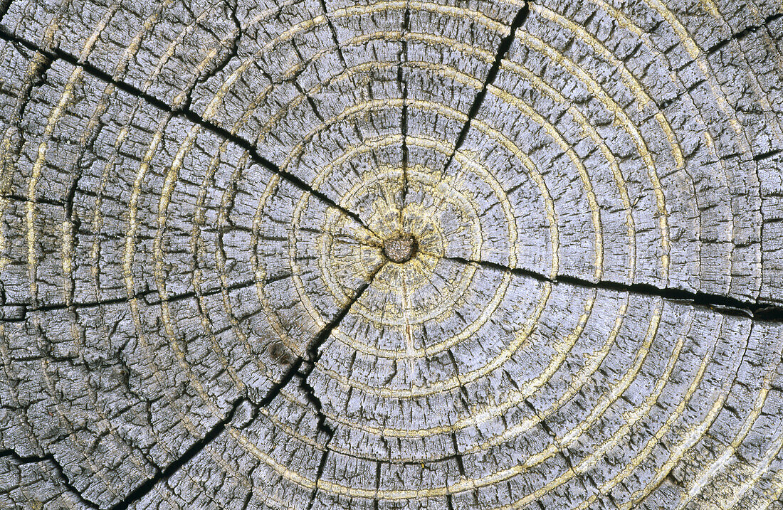 Cross section of pine trunk. Clse-up detail showing growth rings. Yellowstone National Park. Wyoming. USA