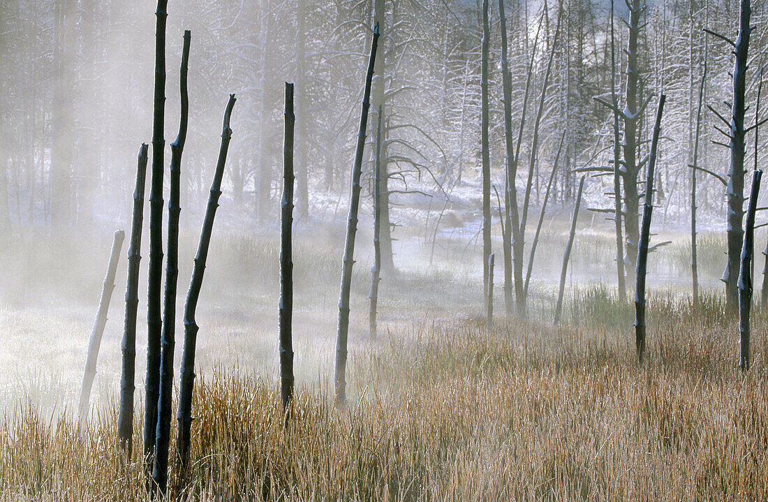 Dead pines and reeds in mist. Firehole Lake Drive. Yellowstone National Park. Wyoming. USA