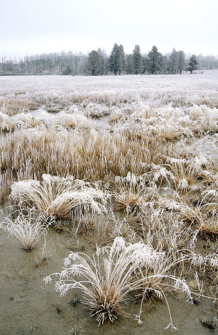 Frosted grasses in Elk Meadow. Yellowstone National Park. Wyoming. USA