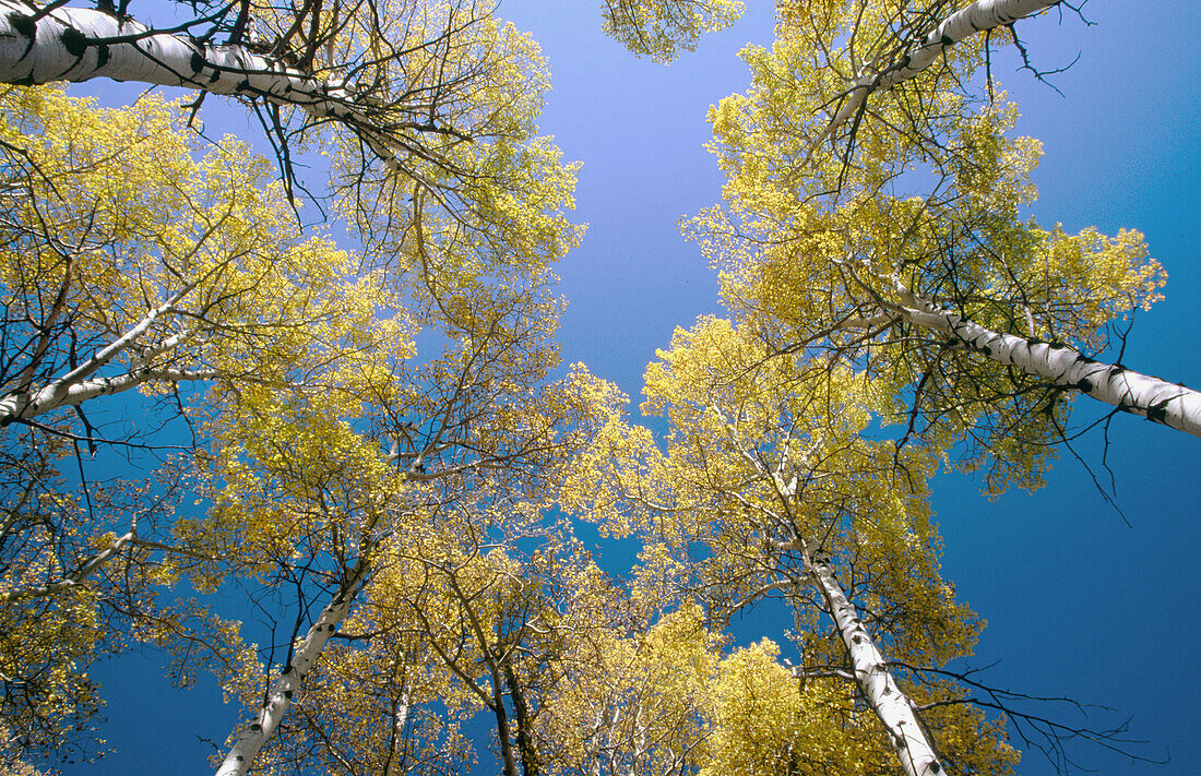Aspen trees (Populus tremula) autumn colour. Yellowstone National Park. Wyoming, USA
