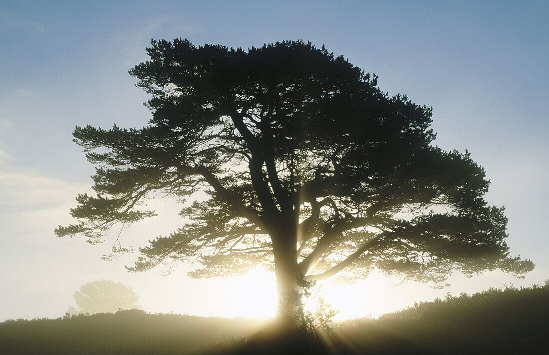 Scots Pine (Pinus sylvestris) single tree at sunrise. Rothiemurchus. Strathspey. Scotland. UK