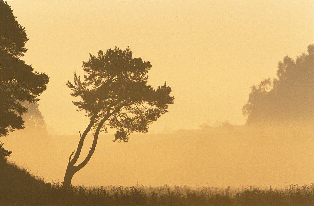 Scots Pine (Pinus sylvestris) in mist at dawn. Cairngorms National Park. Scotland. UK