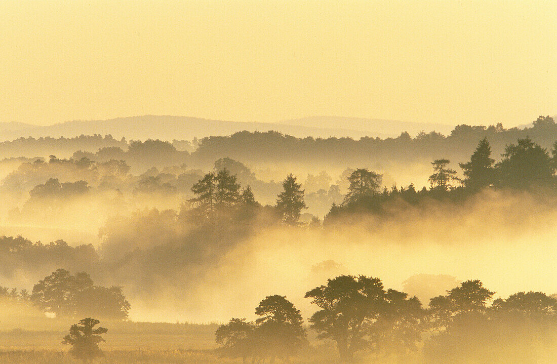 Scattered decidous woodland cloaked in mist at dawn. River Spey. Cairngorms National Park. Scotland. UK