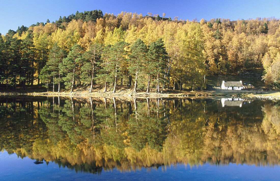 Loch an Eilein in autumn. Larch and Scot s pines reflected on water. Cairngorms National Park. Scotland. UK