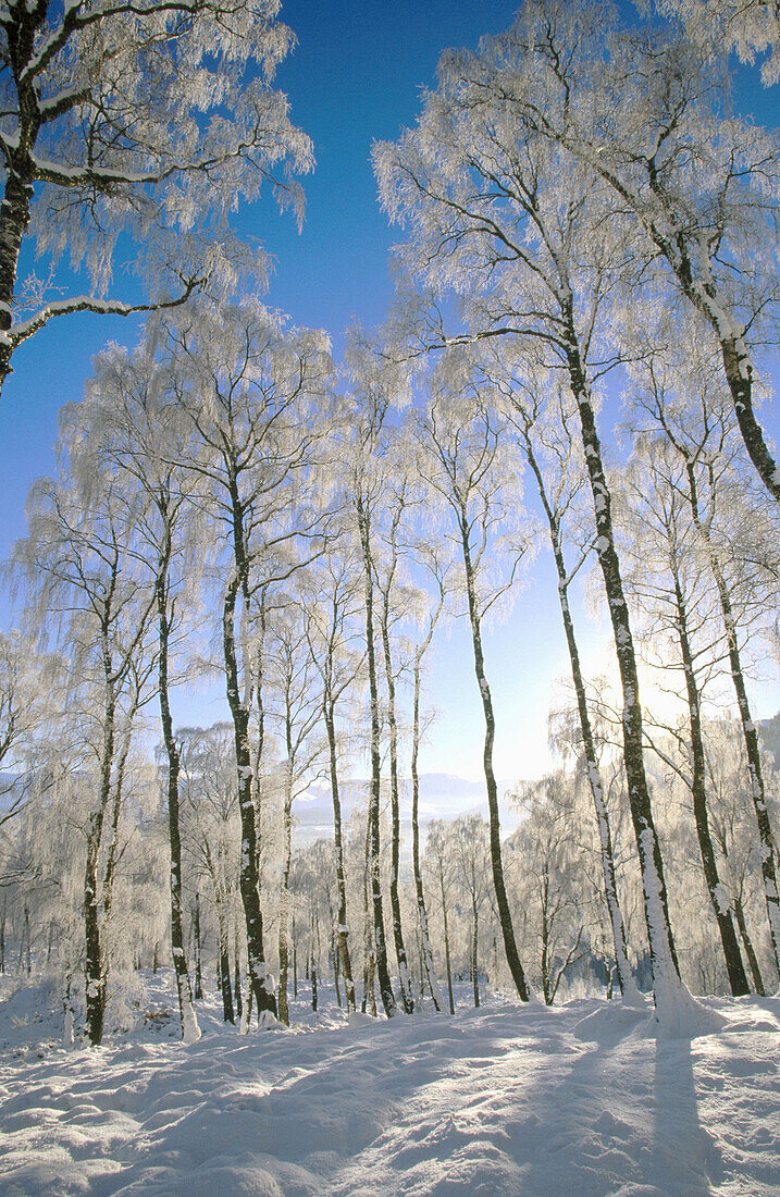 Silver Birch (Betula pendula). Snow covered branches in winter. Cairngorms National Park. Scotland. UK