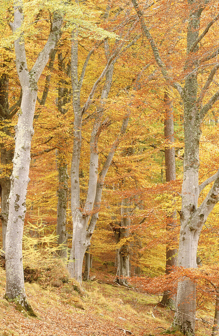 Common beech (Fagus sylvatica). Woodland in autumn. Strasthspey. Scotland. UK