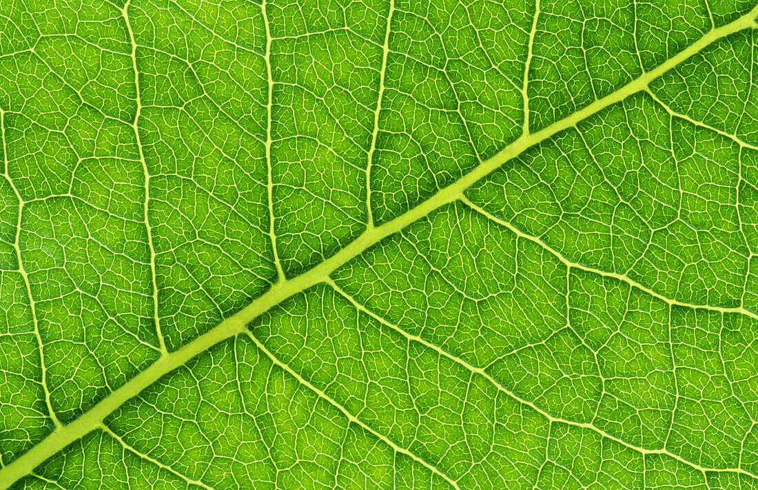 Bird cherry leaf (Prunus padus)