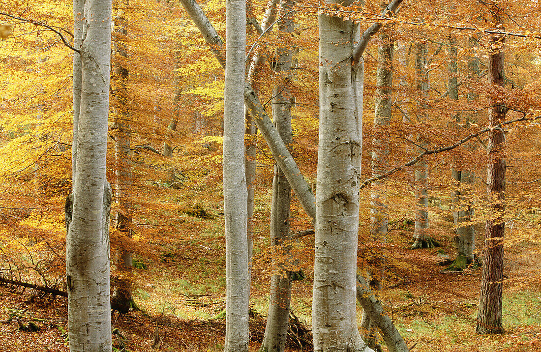 Common beech (Fagus sylvatica). Woodland in autumn. Strasthspey. Scotland. UK