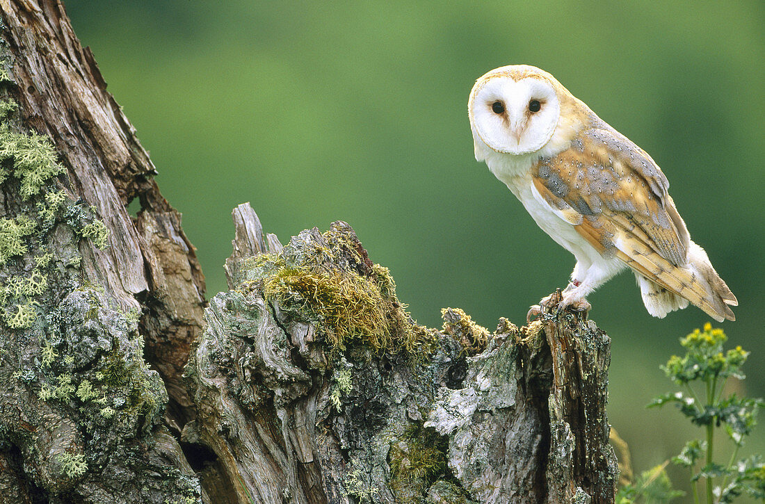 Barn owl (Tyto Alba) perched on decaying birch stump. Highlands. Scotland. UK