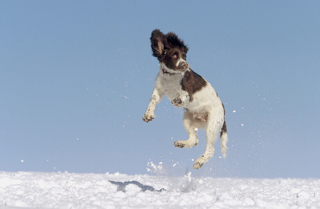 Springer Spaniel puppy (4 months old) jumping in air to catch snow. Scotland