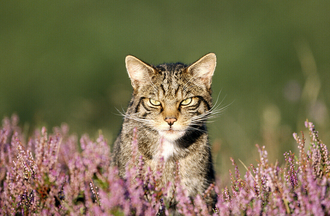 Scottish wildcat (Felis silvestris). Close-up portrait of adult in heather. Cairngorms National Park. Scotland. UK